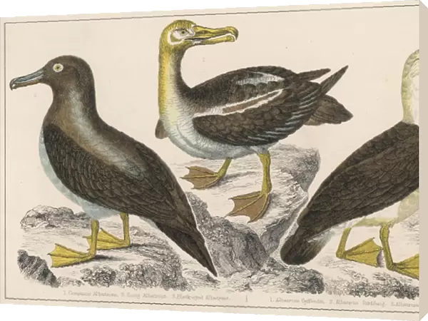 ALBATROSS. Three varieties of albatross (diomedeidae); no 3 is the black-eyed
