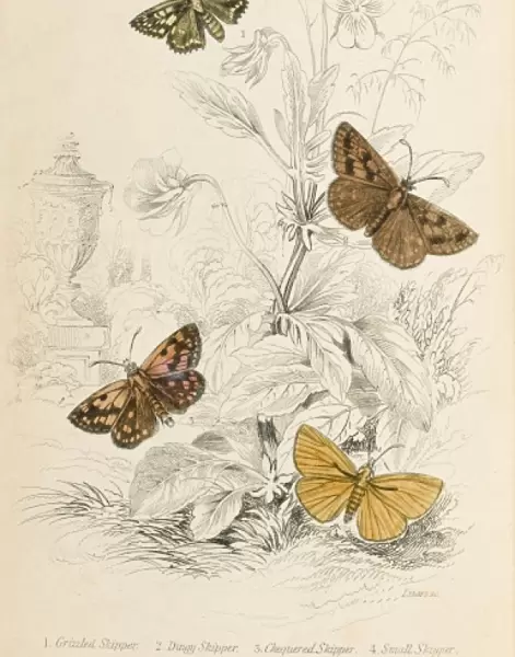 Four Skipper Moths