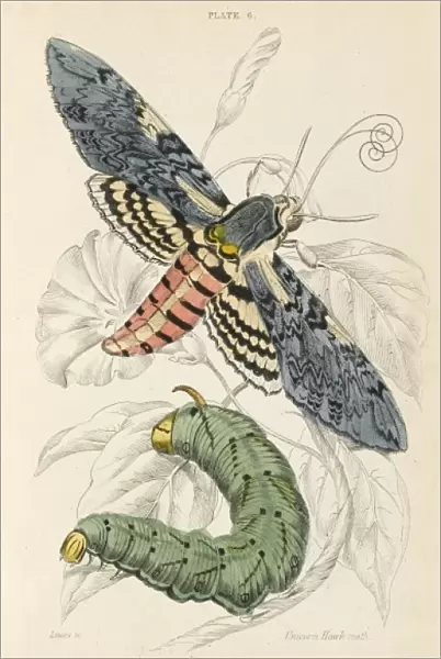 Unicorn Hawk Moth