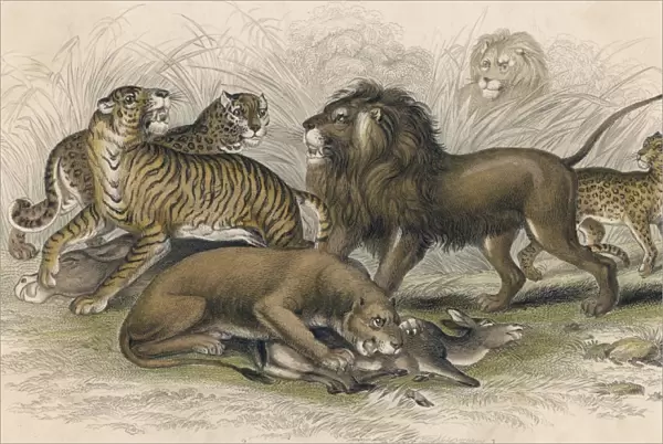 Lions & Wild Cats  /  Miller