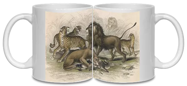 Lions & Wild Cats  /  Miller