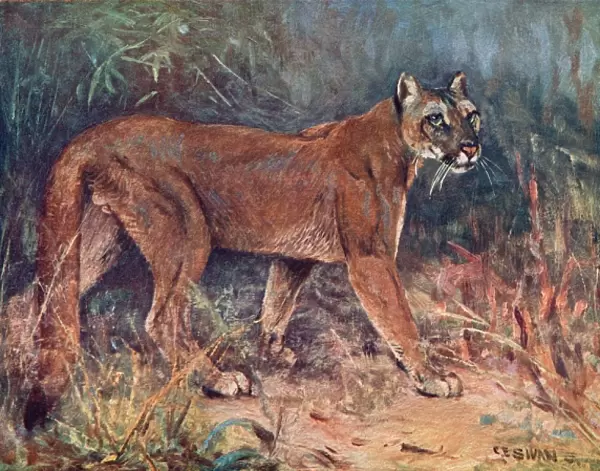 Puma in the Wild