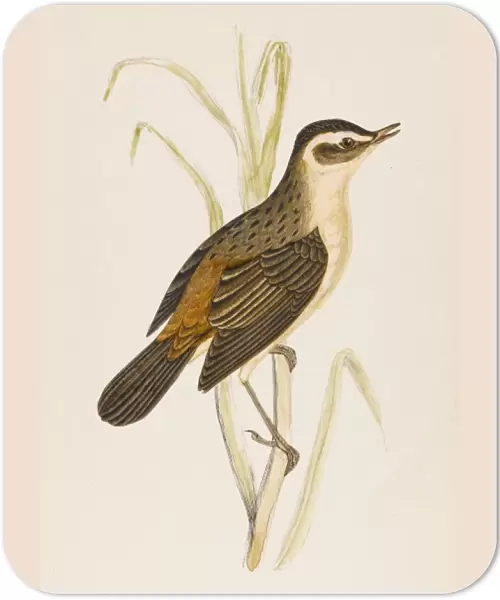 Sedge-Warbler (Morris)