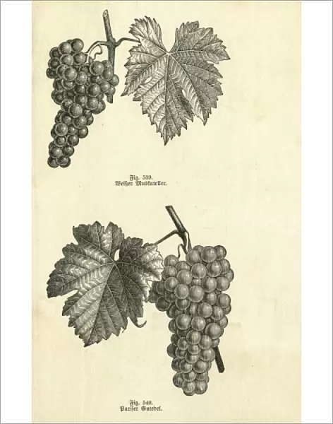 Fruit  /  Grapes C1870