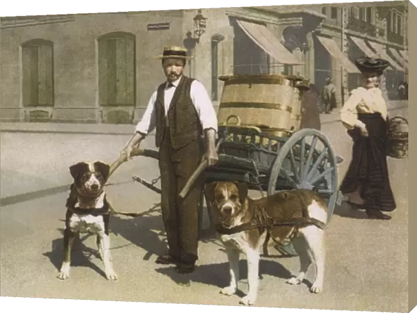 Dogs Harnesed to Cart