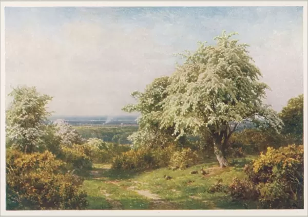 Trees in Blossom 1906