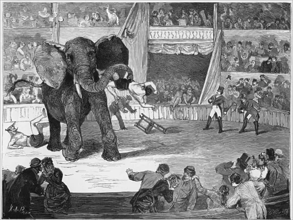 Elephants  /  Circus Lorch