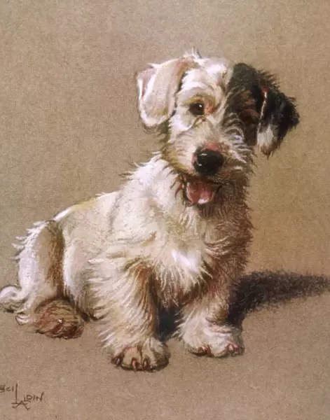 Sealyham Terrier 1928