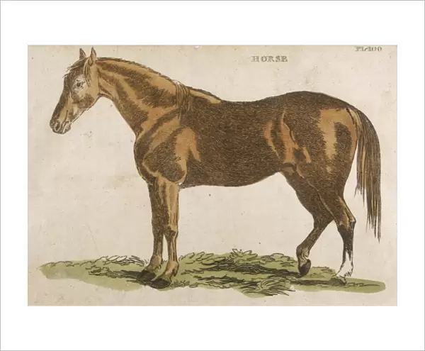 Horse  /  Brightly 1811