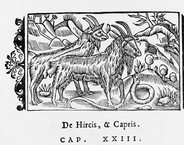 Goats  /  Olaus Magnus 1555
