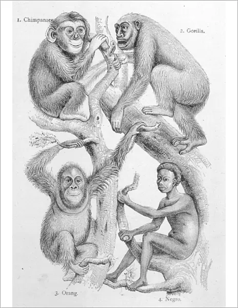 Man and other Primates