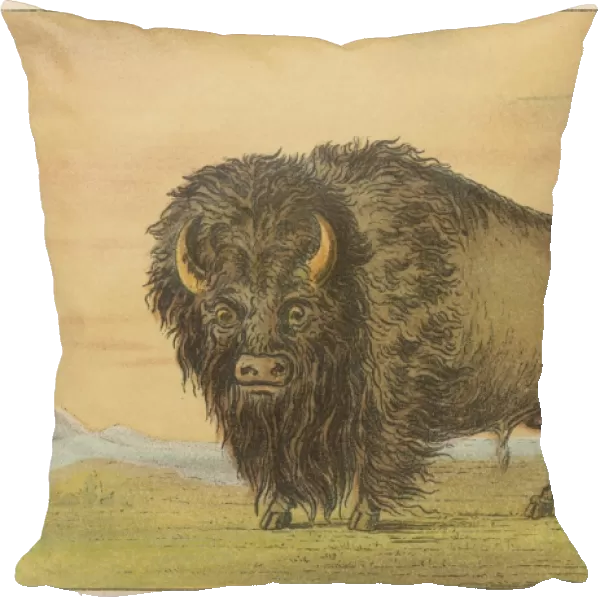 Cattle  /  Buffalo Catlin