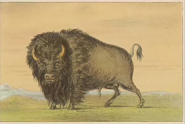 Cattle  /  Buffalo Catlin