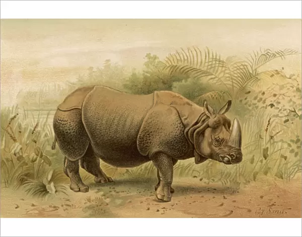 Rhinoceros 1893