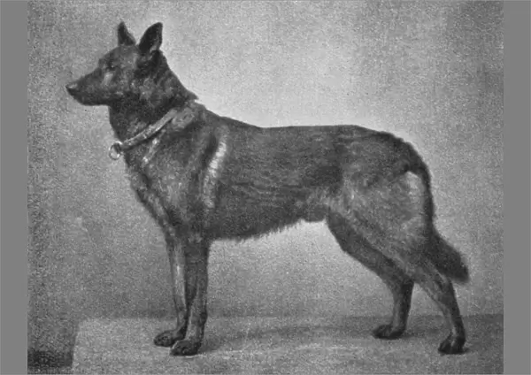 German Shepherd Hector