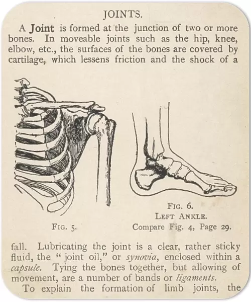 Diagrams of human shoulder and ankle joints