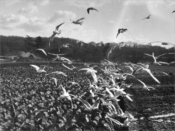 Gulls in Ploughed Field
