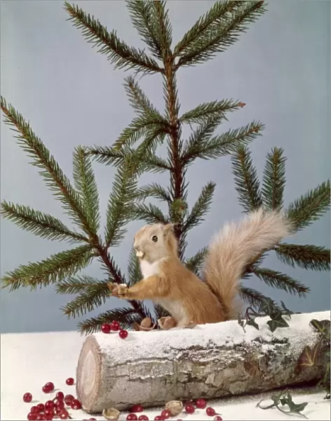 Festive Nutty Squirrel 4