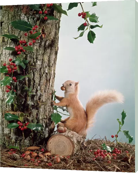 Festive Nutty Squirrel 3
