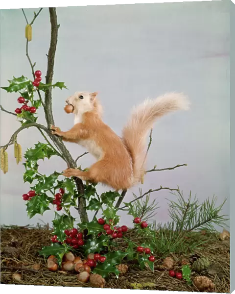 Festive Nutty Squirrel 5