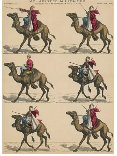 Military Camels