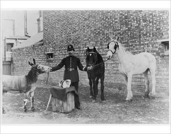 Police Officer & Animals