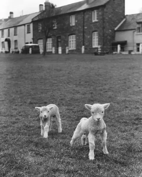 Two Cute Lambs