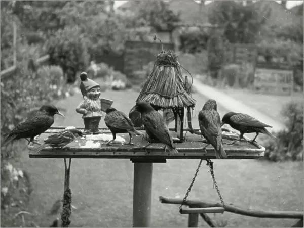 Starlings Feeding