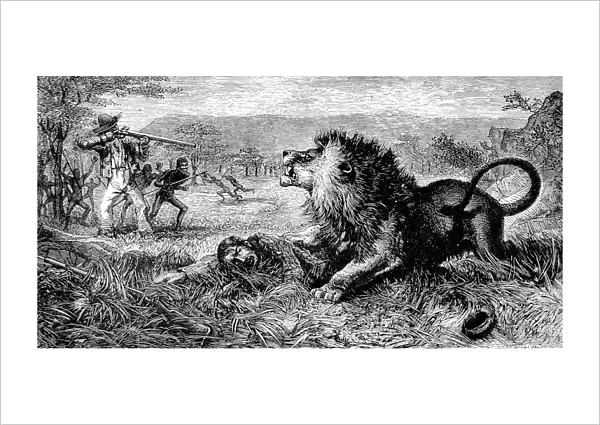 Dr. David Livingstone attacked by a lion, 1843