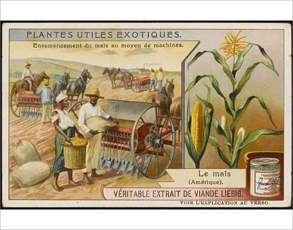 Farming Maize USA