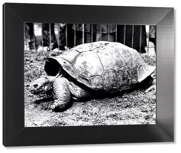 Giant Tortoise at London Zoo, 1936