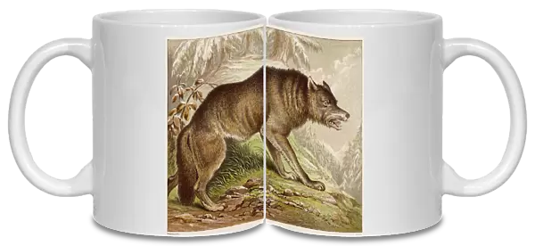 Wolf (Kronheim)