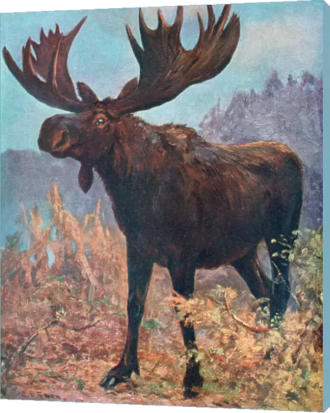Moose(Elk)  /  Cuthbert Swan