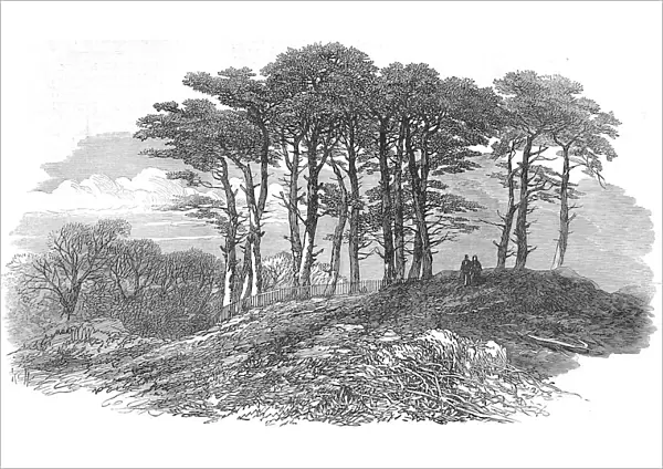 Fir Trees on Hampstead Heath, London, 1871