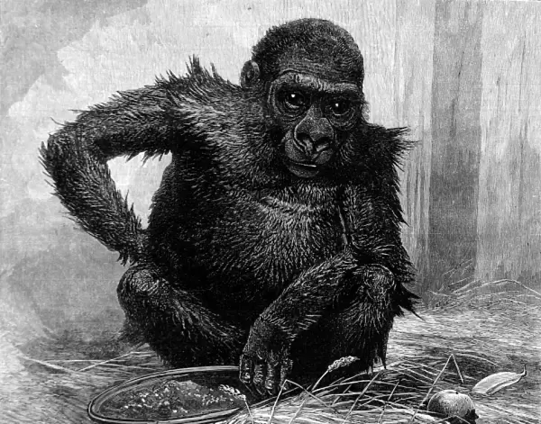 Gorilla at London Zoo, 1887