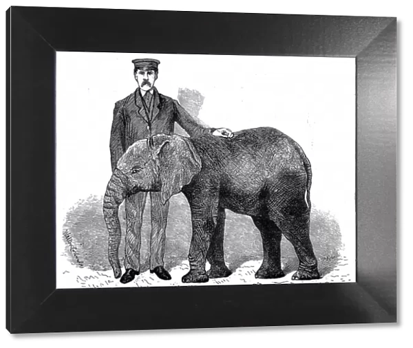 Young African Elephant at London Zoo, 1882