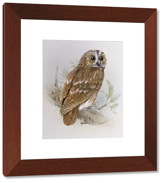 Tawny Owl. A Tawny Owl (Strix aluco) perched on a branch. Painting by Malcolm Greensmith