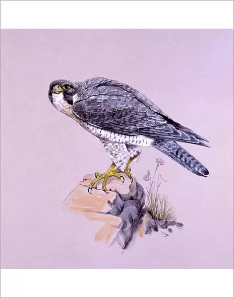 Peregrine Falcon on a rock