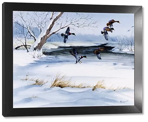 Winter landscape with snow and flying ducks