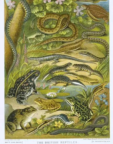The British Reptiles