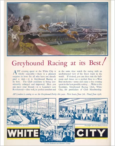 Greyhound Racing Advertisement