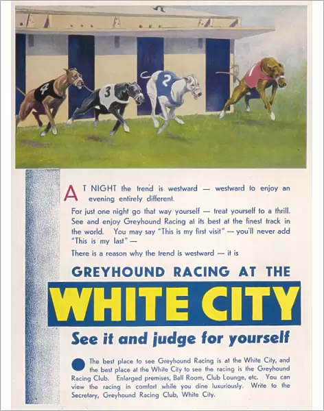 White City Greyhound Racing Advertisement