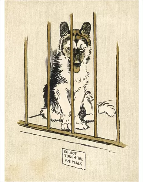Husky Pup Aldin 1907