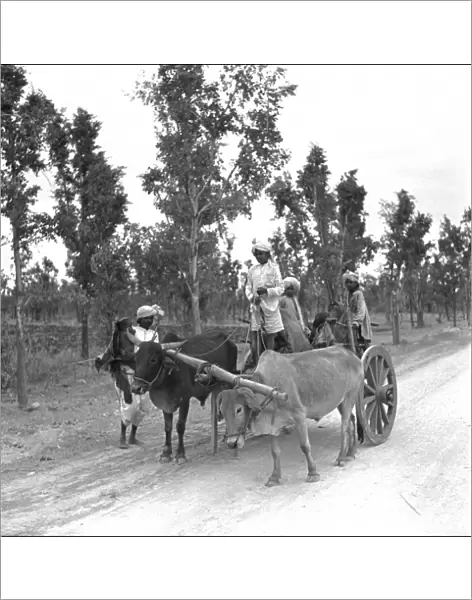 Cart and oxen in Madhya Pradesh, India