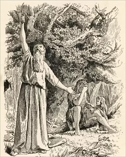 Ancient British Druids pick Mistletoe