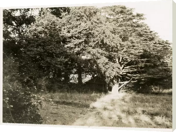 Undated photograph of wooded areas around Borley Rectory