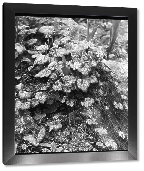 Tiarella Cordifolia (Foamflower)