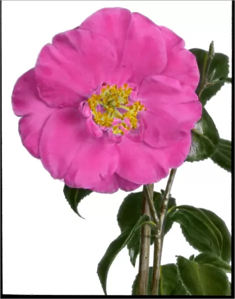 Camellia Hassai (Higo)