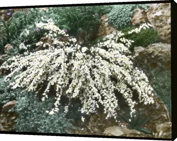 Cytisus Kimensis (Broom)