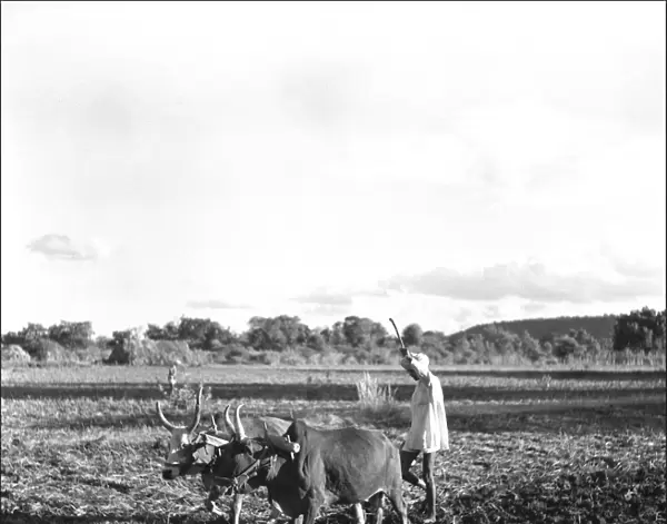 Ploughing with oxen, Madhya Pradesh, Central India